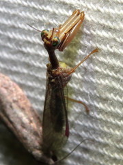 Campion tenuistrigus