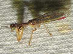 Campion tenuistrigus