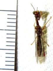 Campion tenuistrigus