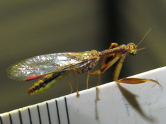 Campion tenuistrigus