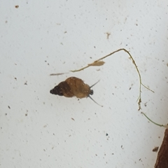 Potamopyrgus antipodarum