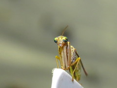 Campion tenuistrigus