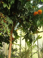 Saraca indica