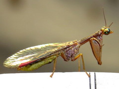Campion tenuistrigus