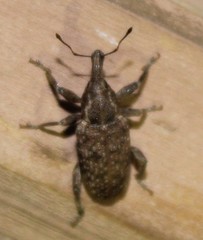 Listronotus frontalis