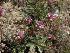Orthocarpus cuspidatus