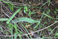 Caladenia latifolia