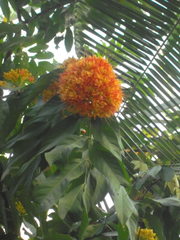 Saraca indica