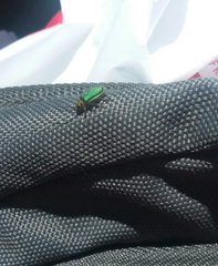 Trirhabda flavolimbata