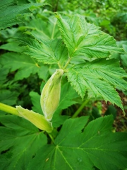 Heracleum maximum