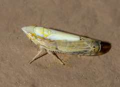 Scaphytopius elegans