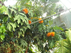 Saraca indica