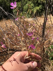 Clarkia biloba