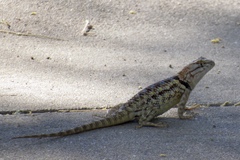 Sceloporus bimaculosus