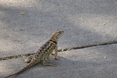 Sceloporus bimaculosus