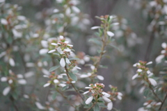 Spyridium spathulatum