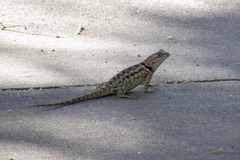 Sceloporus bimaculosus