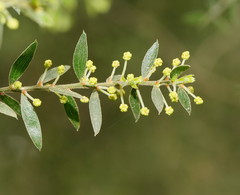 Acacia howittii