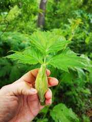 Heracleum maximum