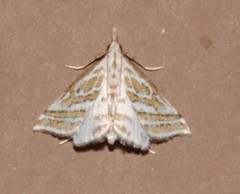 Leptosteges parthenialis