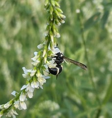 Pachodynerus californicus