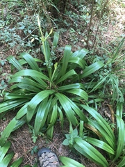 Hymenocallis occidentalis