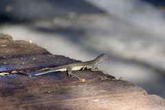 Callisaurus draconoides ventralis