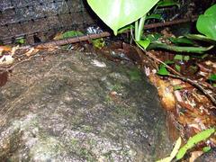 Craugastor fitzingeri