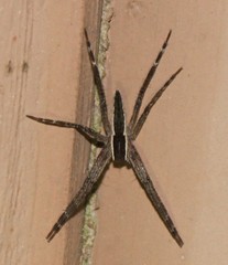 Pisaurina brevipes