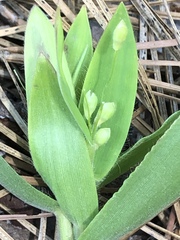 Dichanthelium ravenelii