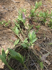 Dichanthelium ravenelii