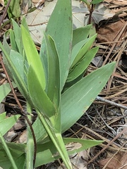 Dichanthelium ravenelii