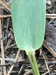 Dichanthelium ravenelii