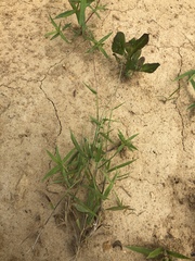 Dichanthelium leucothrix