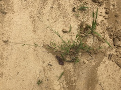 Dichanthelium leucothrix