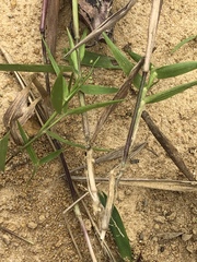 Dichanthelium leucothrix