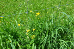 Lotus corniculatus corniculatus