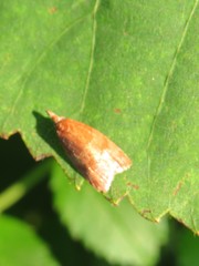 Cenopis diluticostana