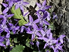 Campanula fenestrellata fenestrellata