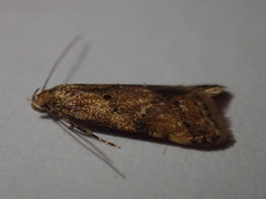 Brachmia blandella