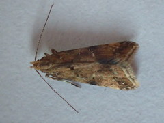 Brachmia blandella