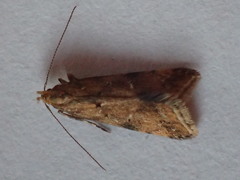 Brachmia blandella