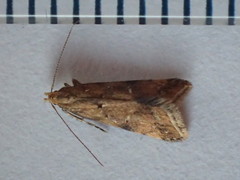 Brachmia blandella