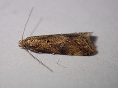 Brachmia blandella