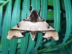 Amplypterus panopus