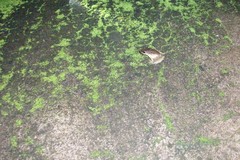 Craugastor fitzingeri