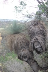 Xanthorrhoea quadrangulata