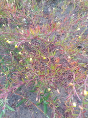 Camissonia strigulosa