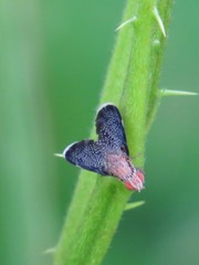 Eutreta noveboracensis