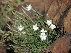Dianthus acicularis